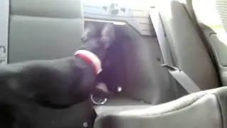 Chihuahua playing fetch in passenger car.