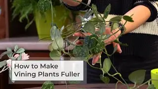 How to Make Vining Plants Fuller