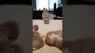 золотые прелести