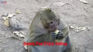 Daily Life Monkeys Of Popeye Monkey, Polino Younger Brother, Sweet Pea Fat Monkey, Amari's Troop