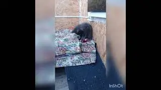 Мейн-кунчики уже освоились 🥰