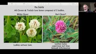 Identifying Wildflowers on Verges