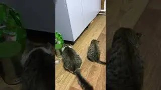 Барсик ждёт своей очереди 🐈🐈 #trending #youtubeshorts #cat #рекомендации #youtube