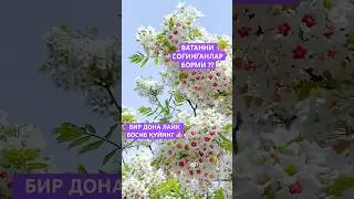 #ишбор
