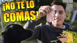 Lecciones de Fidelidad: La obediencia a Dios a través de los ojos de un perro