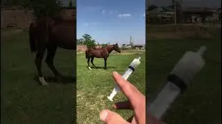 1 часть. Лечим ногу Арбошки. 323 #лошадь  #horse   #pferde   #cheval    حصان# #short #shorts