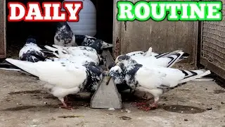 A Normal Day at my Pigeon Loft