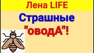 Лена LIFE. Обзор влогов. 20 лет совместной жизни. 30 06 2024 Лена