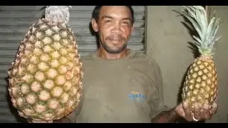 Como fazer um excelente adubo com pó de cafe (Fácil de fazer e funciona!)