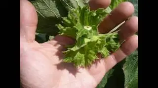фундук Трапезунд и другие обзор развития завязей. Hazelnut