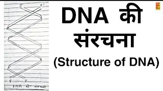 Structure of DNA| डीएनए की संरचना | Hindi