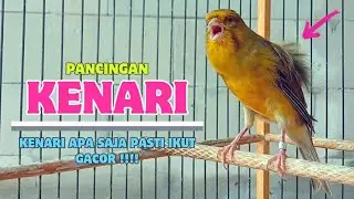 Pancingan KENARI Gacor Cuit Cuit Ngerol || Masteran Kenari Paud Belajar Bunyi Ngeriwik || Part 139