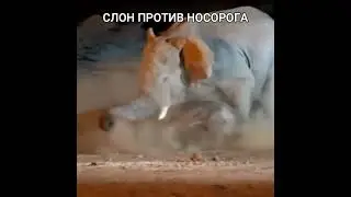 Слон против носорога