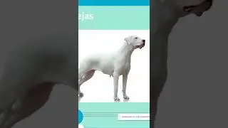 el Dogo Argentino craneo y anatomia