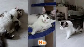 Мю