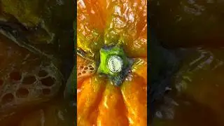 Random iPhone15 Plus Zooms