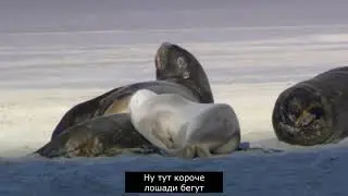 Супер гениальный монтаж от человека 71 века