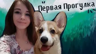 ПЕРВАЯ ПРОГУЛКА ПУДЖИКА