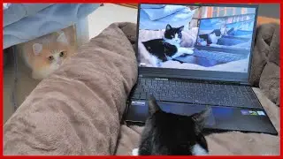 猫の動画を見ている猫の動画を見ている猫の動画を見ている猫の動画を見ている猫…。