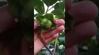 завязь хурмы не обычная.