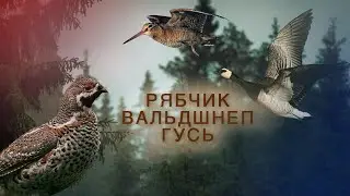 ОХОТА НА РЯБЧИКА ВАЛЬДШНЕПА ГУСЯ выстрел по рябчику в лёт