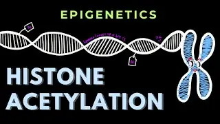 Histone Acetylation | Epigenetics