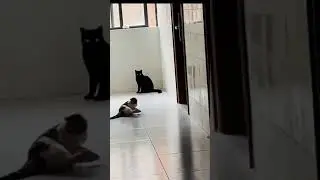 Лучшие приколы