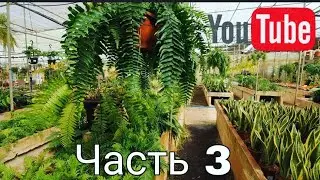 Обзор садового центра El Godoy. Часть 3. Февраль 2022.