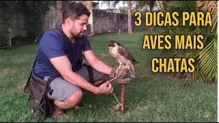 3 Dicas para aves mais difíceis de lidar | Dorival Falcoaria e Voo Livre