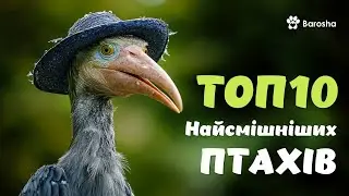 😋 ТОП 10 найсмішніших птахів на Планеті 😋 прикольні пташки