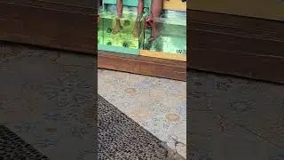 Red Garra Fish Pedicure in Mexico #redgarra #garrafish #fish #pedicure #travel #mexico #habloespanol