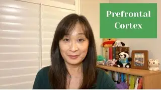 Prefrontal Cortex