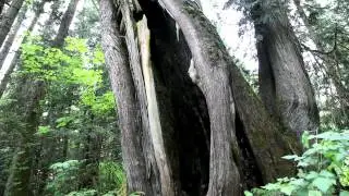 The Story of Cedar by Herb Rice