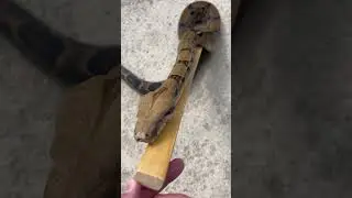 #boa