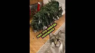 Про кошку. Новогоднее  #shorts  #юмор #cat #funny