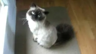 Muddy the Himalayan Cat got a hair cut