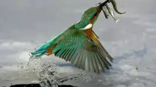 Самые красивые птицы
