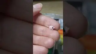 tiny piggie🐷❤️