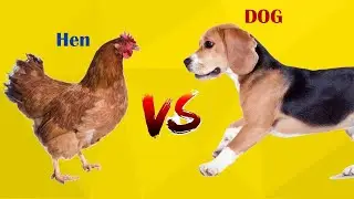 Chicken fights Dog! #funny #animal #animals