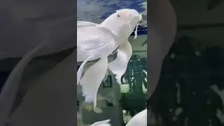 Платиновая Рыба-Бабочка Кои в Аквариуме🤍Most Beautiful Platinum Butterfly Koi Fish