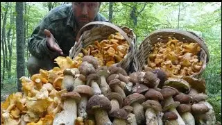 I found huge mushrooms. Extreme mushroom picking. You must see.