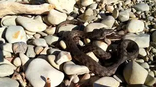 Камышин, Волга, уж водяной.