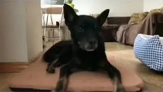 Шалость😂😂😂