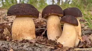 Black porcini mushrooms among the grass and rain