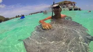 Stingray Encounters