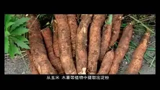 PLA corn starch polylactic acid formation process video