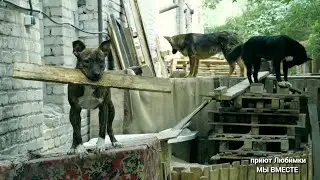 This will be a dream shelter!!!! #shelterloves#anozzh_wetogether #anozzh_wetogether#dogs