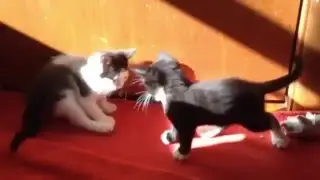 Funny Cats Compilation   A Funny Cats Compilation