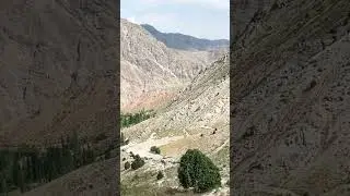 Алайский хребет #alay #mountains #fir_tree
