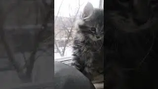 Следствие вели котики 